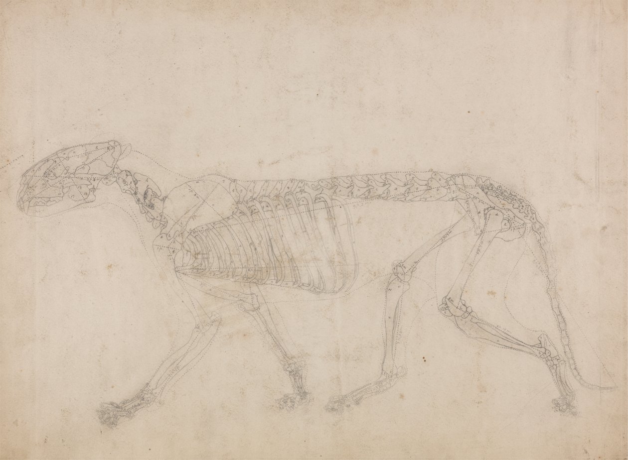Studie eines Tigers, Seitenansicht, aus Einem Vergleichenden Anatomischen Exposé der Struktur des menschlichen Körpers mit dem eines Tigers und eines gewöhnlichen Huhns, 1795-1806 von George Stubbs