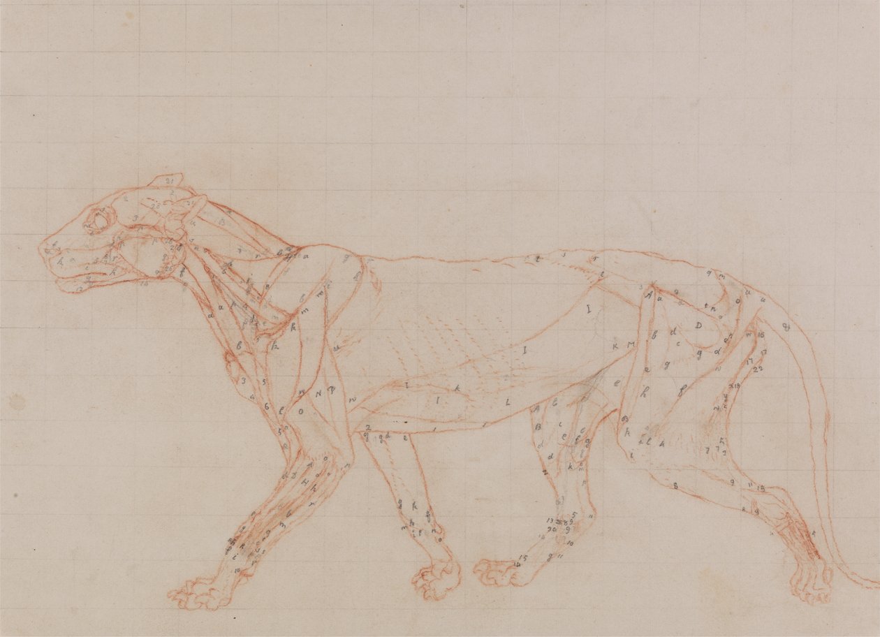 Studie eines Tigers, Seitenansicht, aus Einem Vergleichenden Anatomischen Exposé der Struktur des menschlichen Körpers mit dem eines Tigers und eines gewöhnlichen Huhns, 1795-1806 von George Stubbs