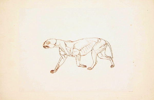 Studie eines Tigers, Seitenansicht, aus A Comparative Anatomical Exposition of the Structure of the Human Body with that of a Tiger and a Common Fowl, 1795-1806 von George Stubbs