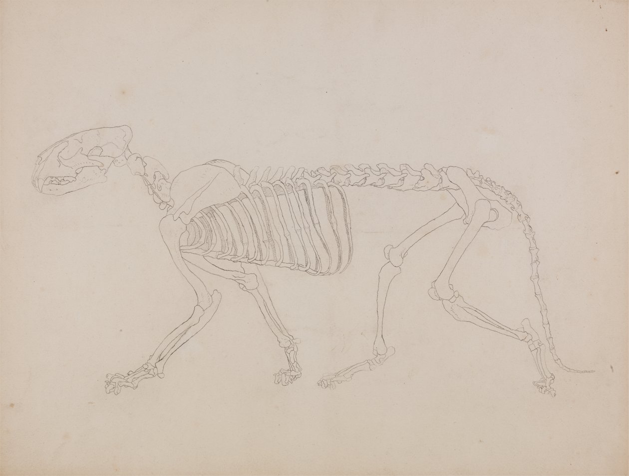 Studie eines Tigers, Seitenansicht, aus 