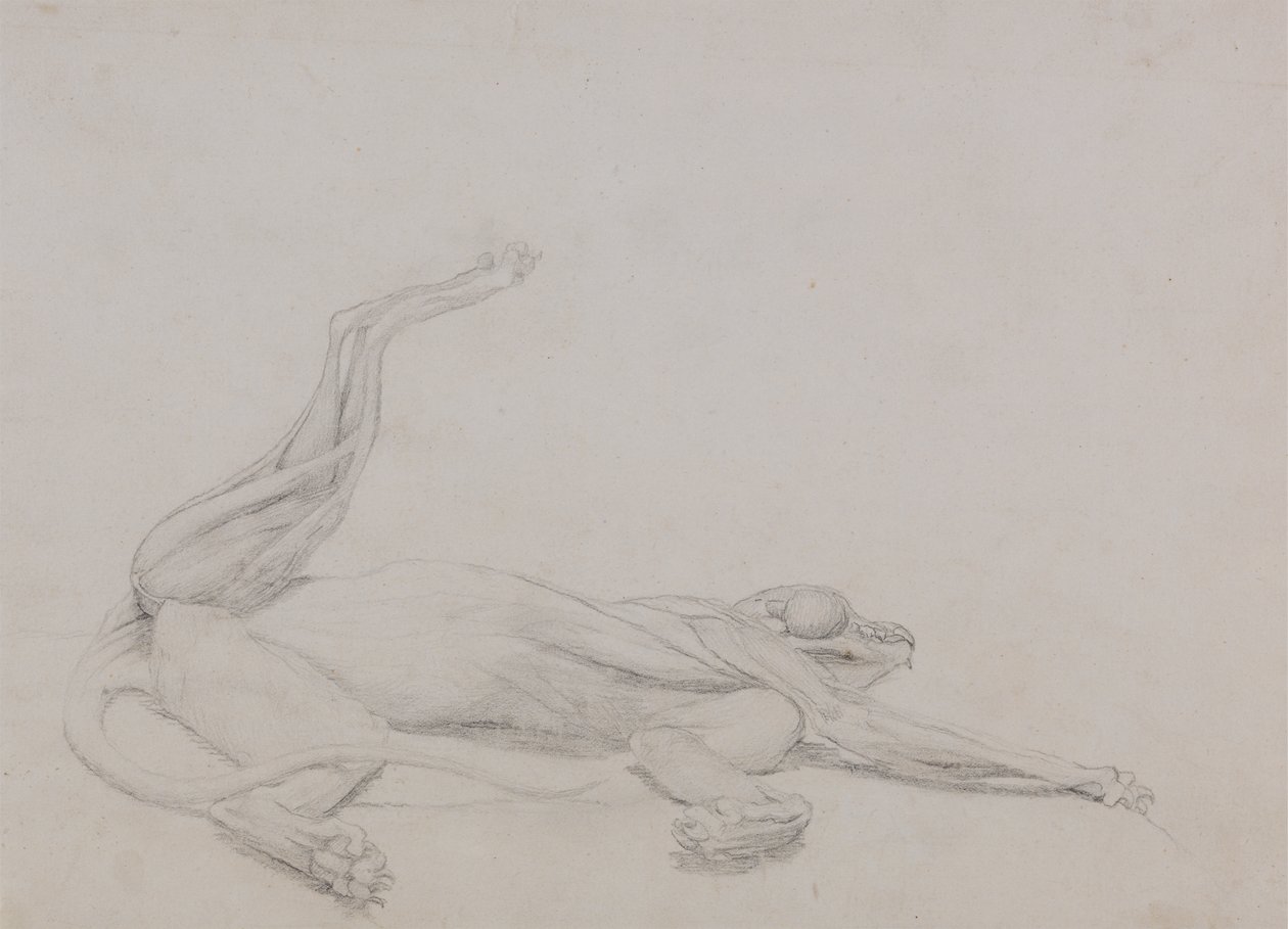 Studie eines Tigers, liegend, ventral betrachtet, aus A Comparative Anatomical Exposition of the Structure of the Human Body with that of a Tiger and a Common Fowl, 1795-1806 von George Stubbs