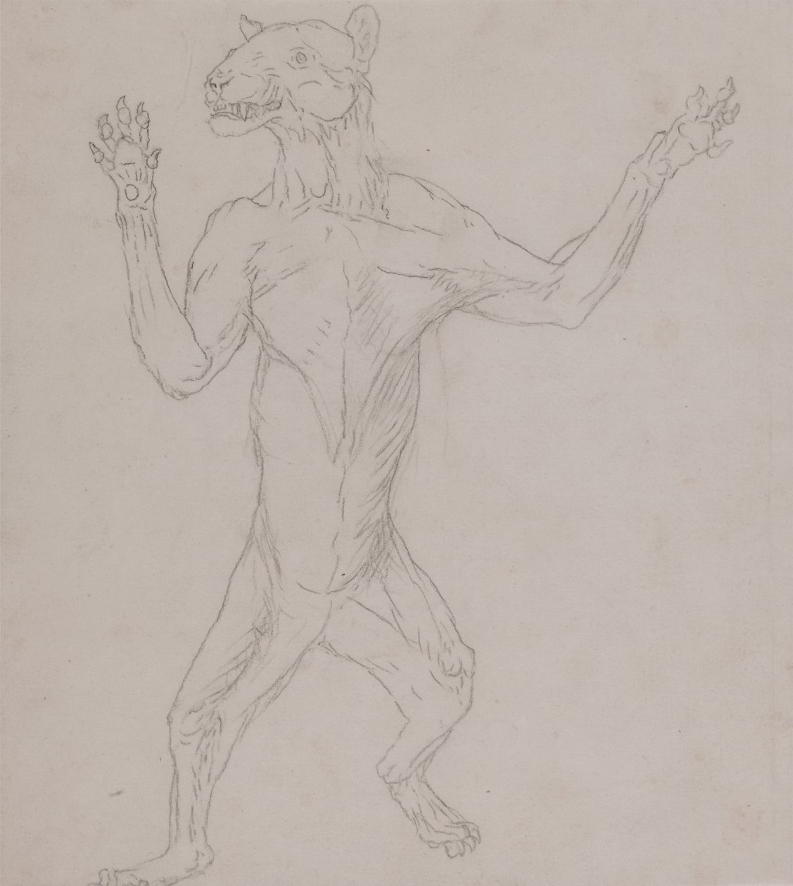 Studie eines Tigers, in menschlicher Haltung stehend, aus A Comparative Anatomical Exposition of the Structure of the Human Body with that of a Tiger and a Common Fowl, 1795-1806 von George Stubbs