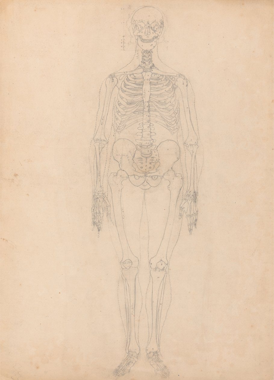 Studie der menschlichen Figur, Vorderansicht, Diagramm für Schlüssel zu Tabelle I, aus Einem Vergleichenden Anatomischen Exposé der Struktur des menschlichen Körpers mit dem eines Tigers und eines gewöhnlichen Huhns, ca. 1795-1806 von George Stubbs