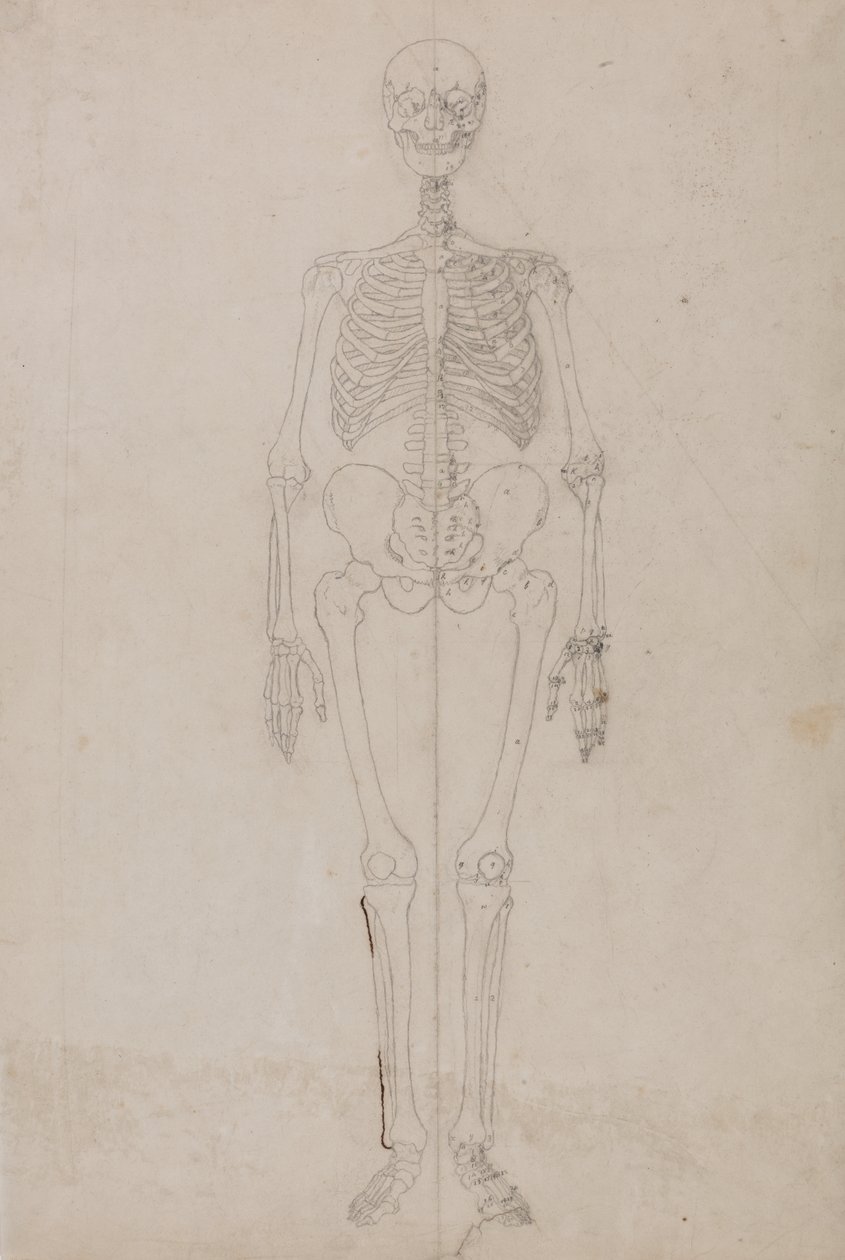 Studie der menschlichen Figur, Vorderansicht, aus Ein vergleichendes anatomisches Exposé der Struktur des menschlichen Körpers mit dem eines Tigers und eines gewöhnlichen Huhns von George Stubbs