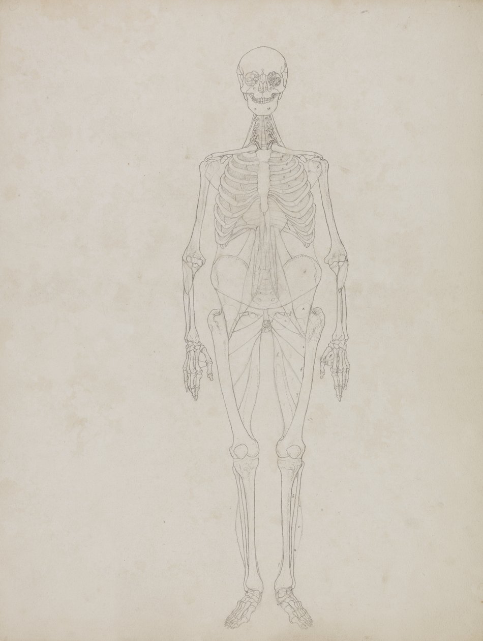 Studie der menschlichen Figur, Vorderansicht, aus 