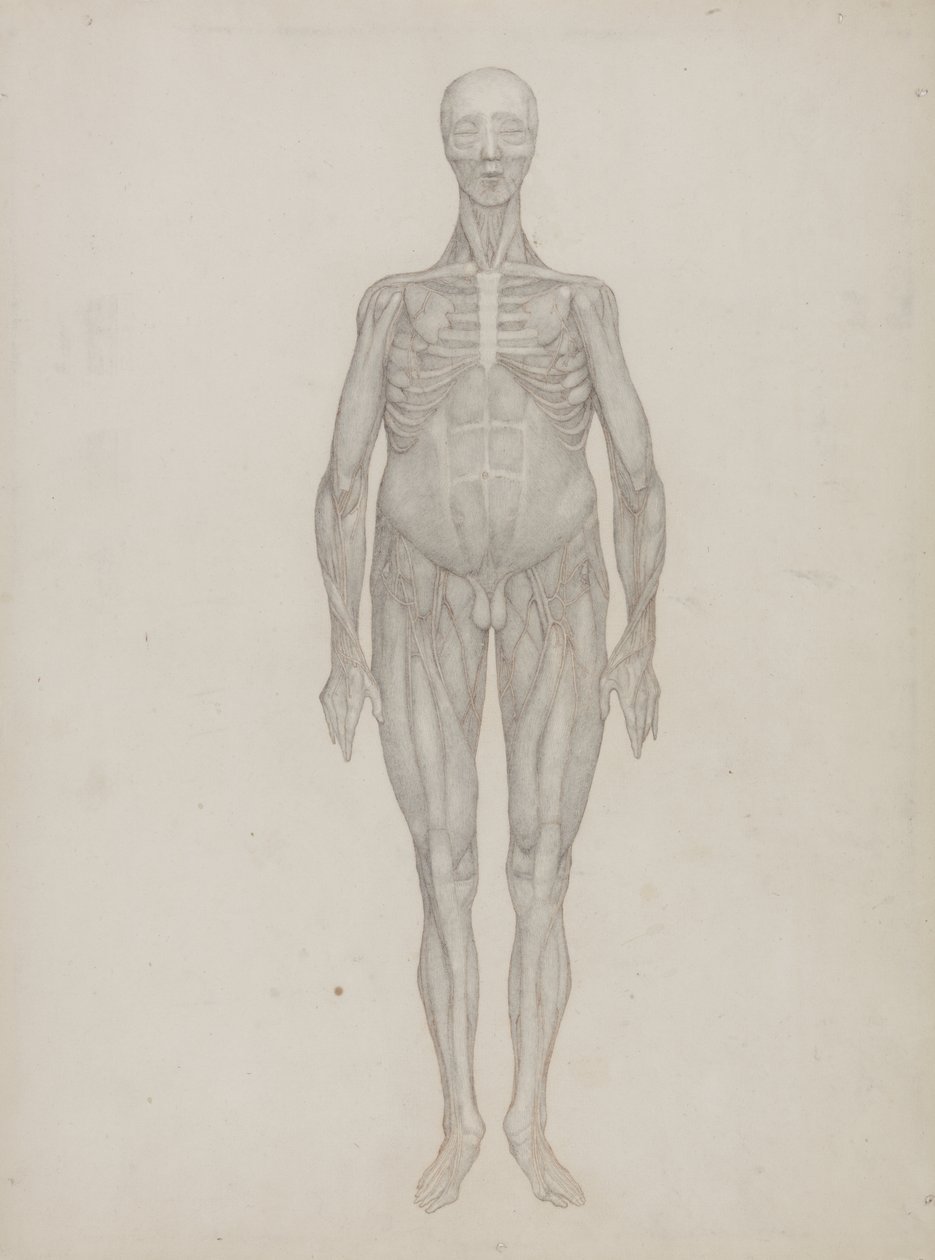 Studie der menschlichen Figur, Vorderansicht, aus 