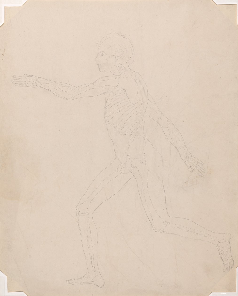Studie der menschlichen Figur, Seitenansicht, Ein Vergleichendes Anatomisches Exposé der Struktur des menschlichen Körpers mit dem eines Tigers und eines gewöhnlichen Huhns, ca. 1795-1806 von George Stubbs
