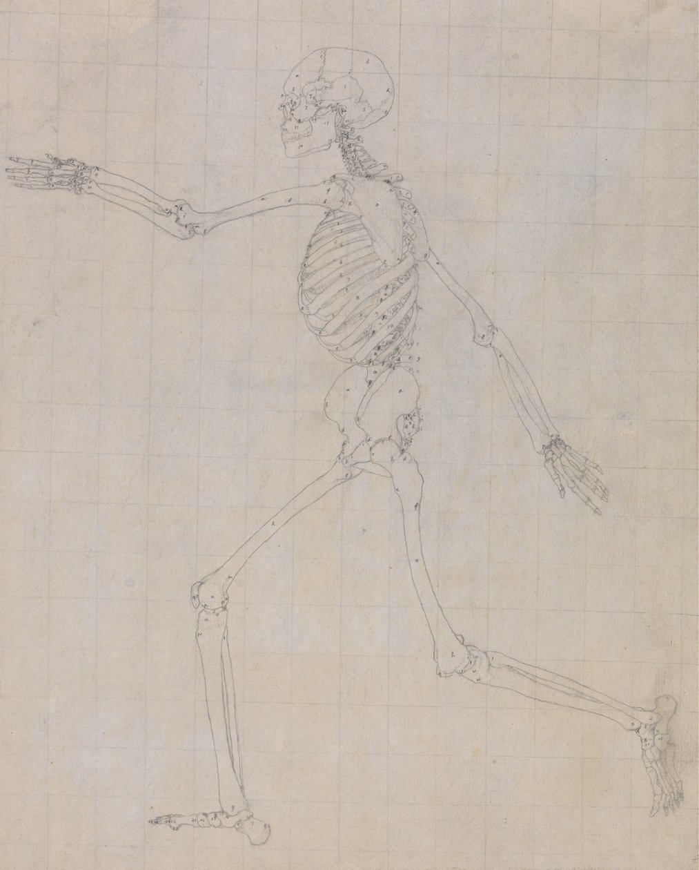 Studie der menschlichen Figur, Seitenansicht, fertige Studie für Tabelle III, aus Einem Vergleichenden Anatomischen Exposé der Struktur des menschlichen Körpers mit dem eines Tigers und eines gewöhnlichen Huhns, 1795-1806 von George Stubbs