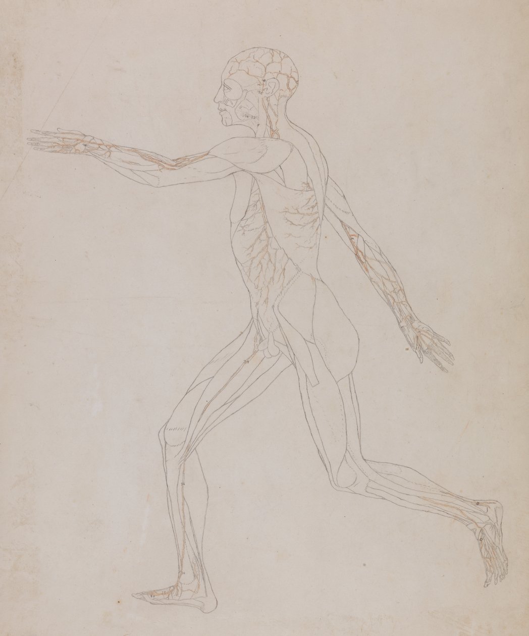 Studie der menschlichen Figur, Seitenansicht, aus Ein vergleichendes anatomisches Exposé der Struktur des menschlichen Körpers mit dem eines Tigers und eines gewöhnlichen Huhns von George Stubbs