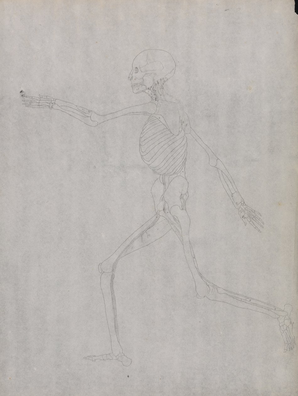 Studie der menschlichen Figur, Seitenansicht, aus Einem Vergleichenden Anatomischen Exposé der Struktur des menschlichen Körpers mit dem eines Tigers und eines gewöhnlichen Huhns, 1795-1806 von George Stubbs