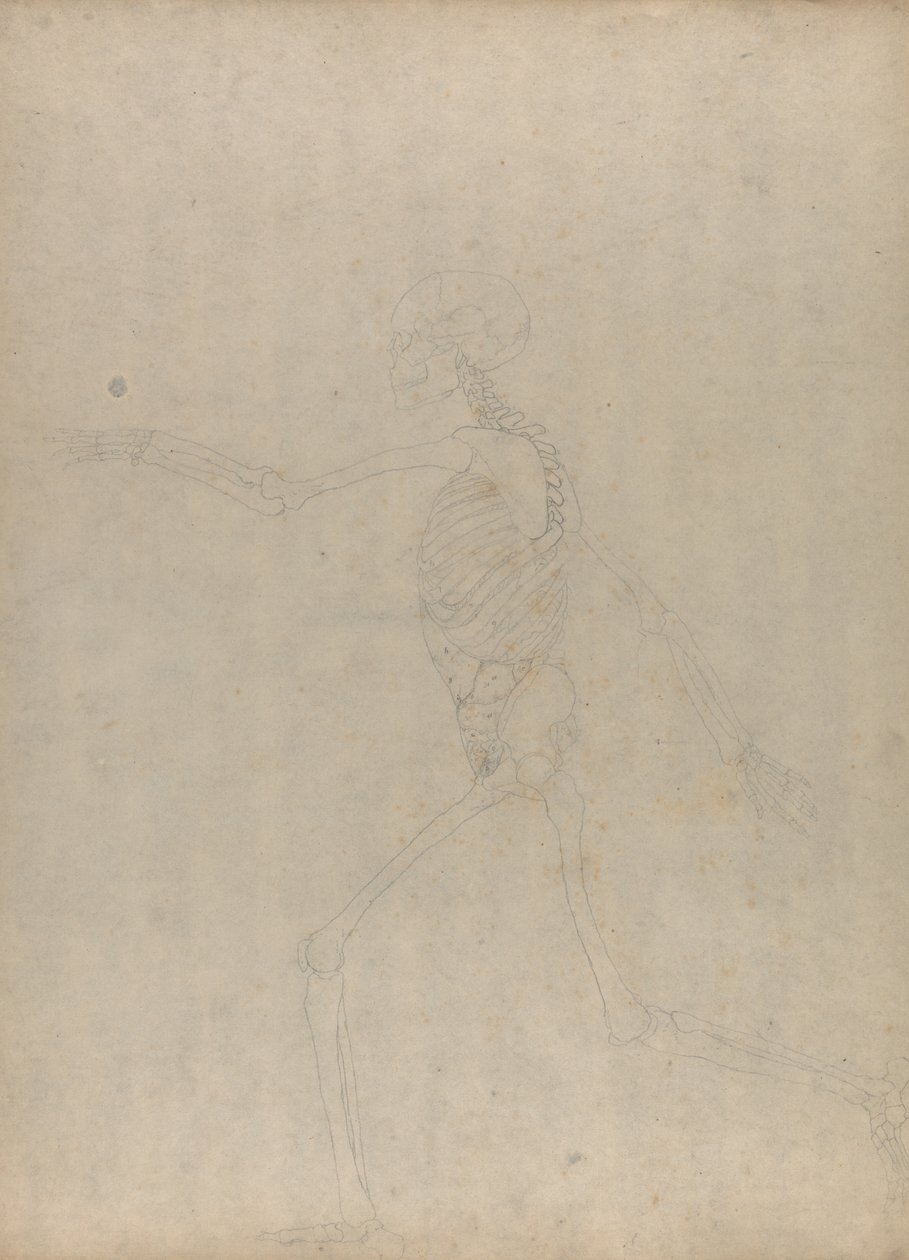 Studie der menschlichen Figur, Seitenansicht, aus Einem Vergleichenden Anatomischen Exposé der Struktur des menschlichen Körpers mit dem eines Tigers und eines gewöhnlichen Huhns, 1795-1806 von George Stubbs