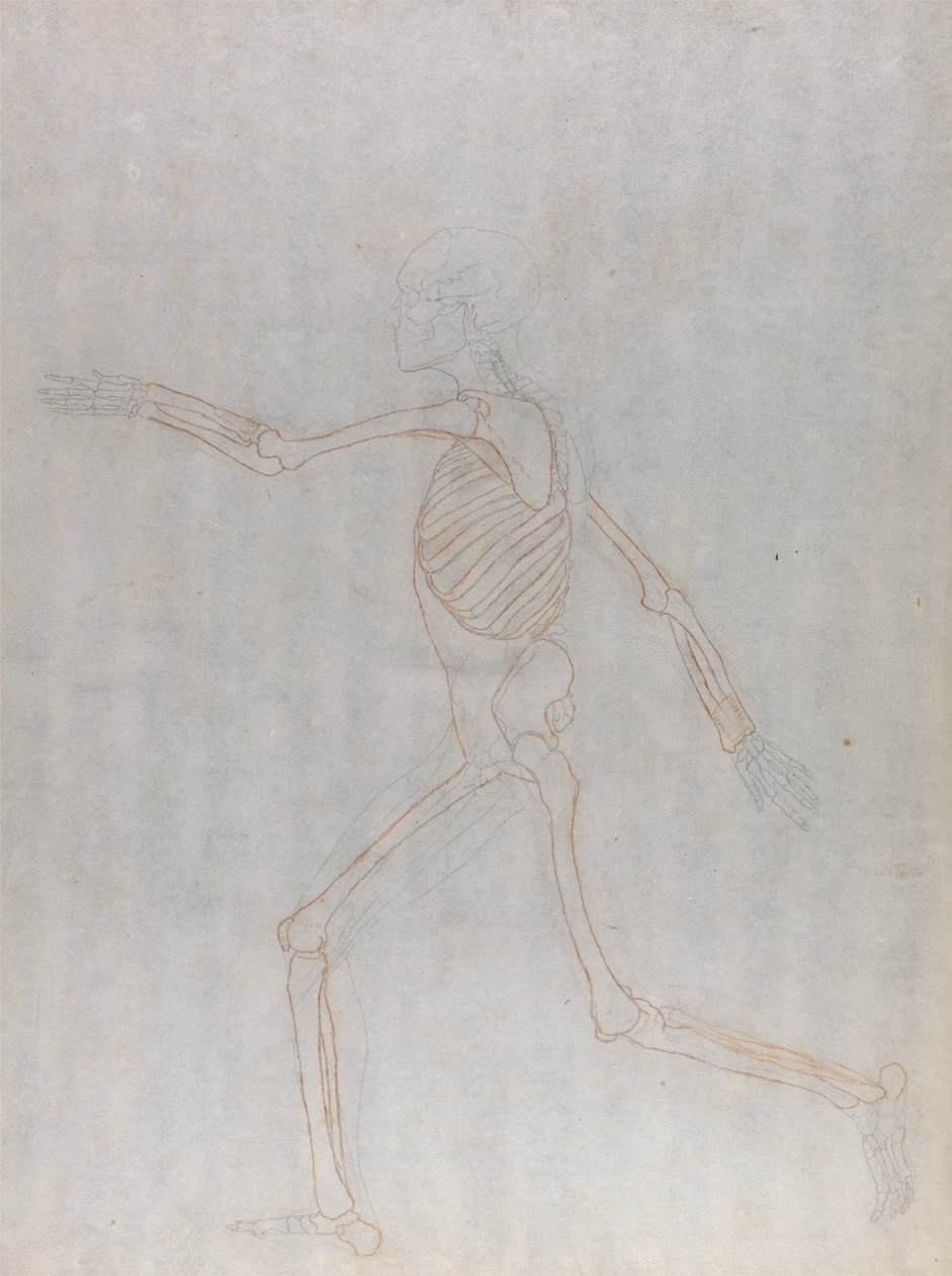 Studie der menschlichen Figur, Seitenansicht, aus Einem Vergleichenden Anatomischen Exposé der Struktur des menschlichen Körpers mit dem eines Tigers und eines gewöhnlichen Huhns, 1795-1806 von George Stubbs