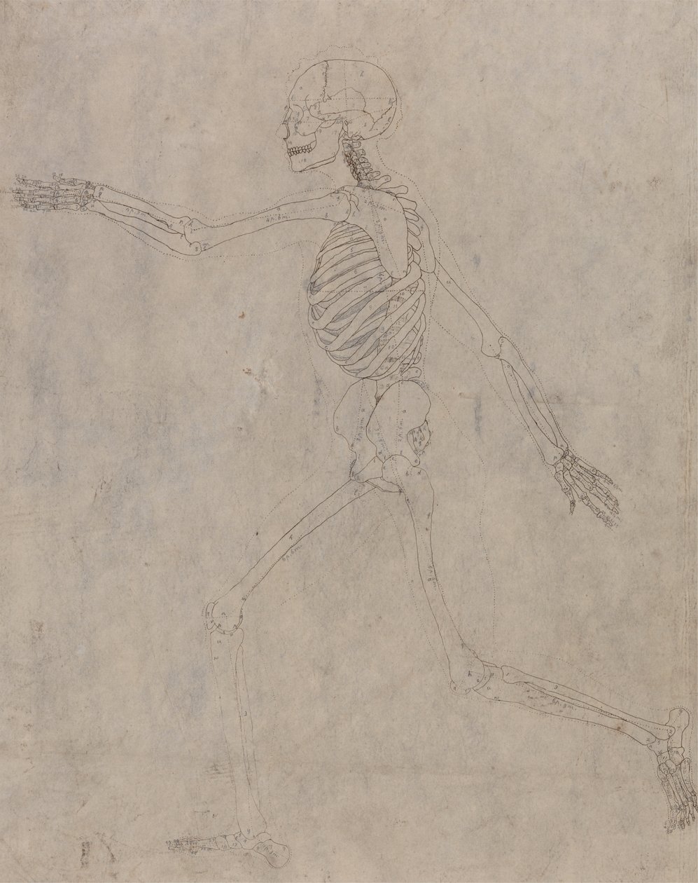 Studie der menschlichen Figur, Seitenansicht, aus Einem Vergleichenden Anatomischen Exposé der Struktur des menschlichen Körpers mit dem eines Tigers und eines gewöhnlichen Huhns, 1795-1806 von George Stubbs