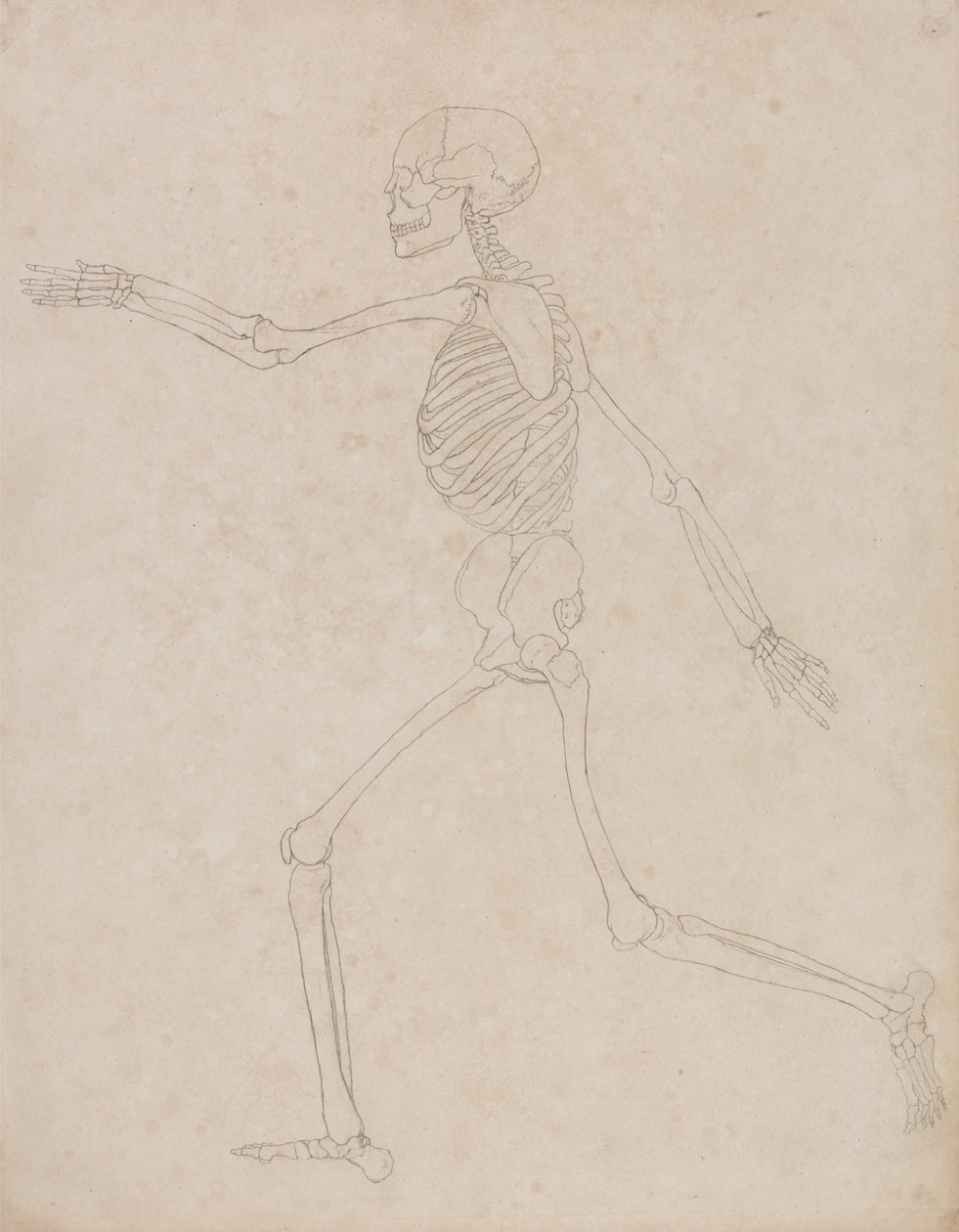 Studie der menschlichen Figur, Seitenansicht, aus Einem Vergleichenden Anatomischen Exposé der Struktur des menschlichen Körpers mit dem eines Tigers und eines gewöhnlichen Huhns, 1795-1806 von George Stubbs
