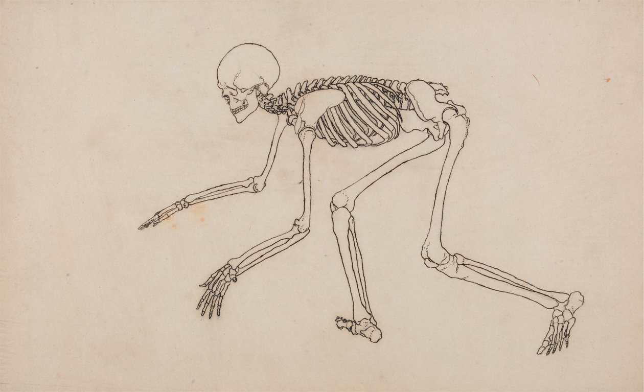 Studie der menschlichen Figur, Seitenansicht, aus Einem Vergleichenden Anatomischen Exposé der Struktur des menschlichen Körpers mit dem eines Tigers und eines gewöhnlichen Huhns, 1795-1806 von George Stubbs