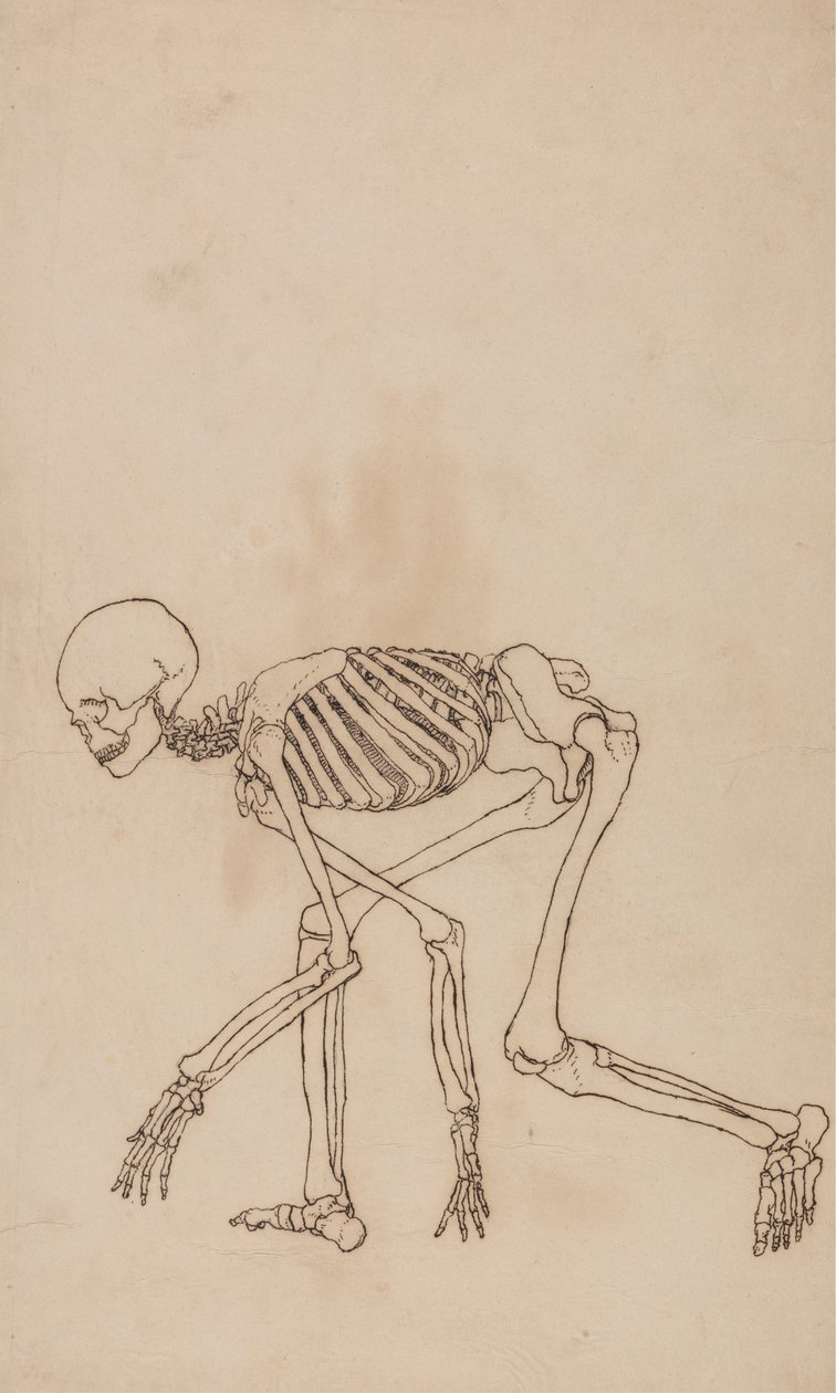 Studie der menschlichen Figur, Seitenansicht, aus Einem Vergleichenden Anatomischen Exposé der Struktur des menschlichen Körpers mit dem eines Tigers und eines gewöhnlichen Huhns, 1795-1806 von George Stubbs