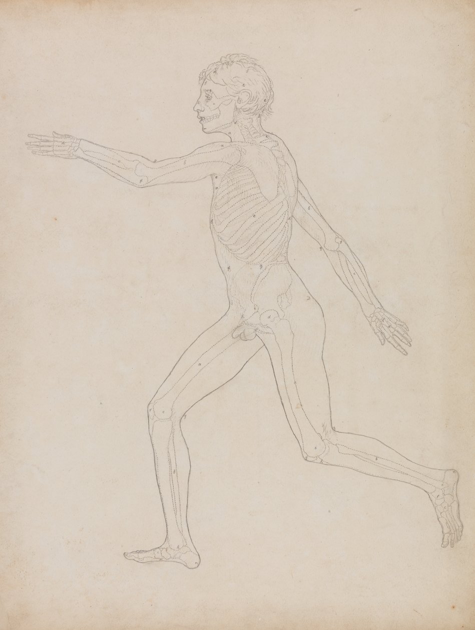 Studie der menschlichen Figur, Seitenansicht, aus A Comparative Anatomical Exposition of the Structure of the Human Body with that of a Tiger and a Common Fowl, 1795-1806 von George Stubbs