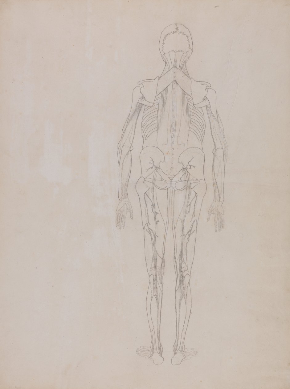 Studie der menschlichen Figur, Rückansicht, aus Ein vergleichendes anatomisches Exposé der Struktur des menschlichen Körpers mit dem eines Tigers und eines gewöhnlichen Huhns von George Stubbs
