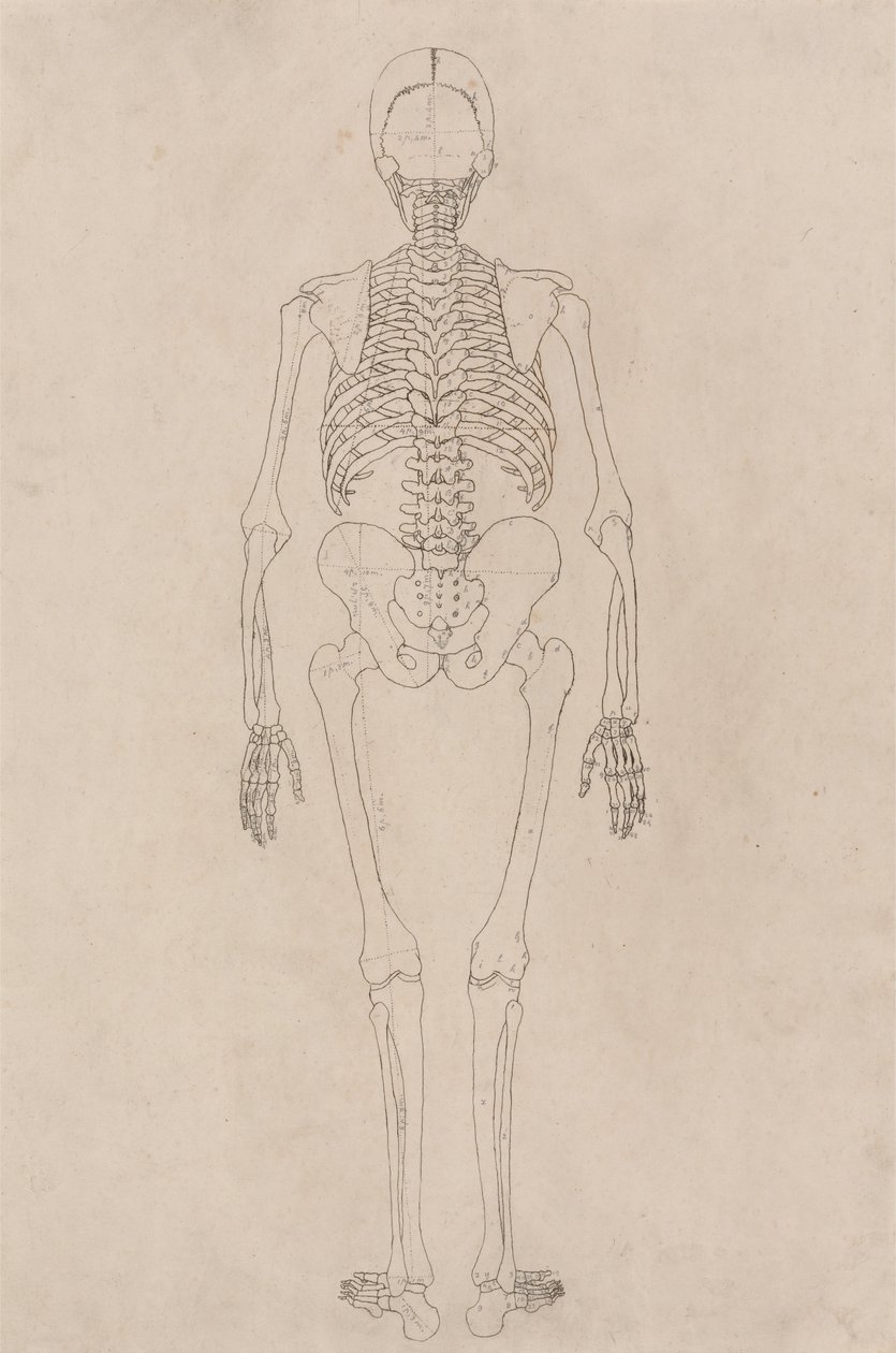 Studie der menschlichen Figur, Rückansicht, aus Einem Vergleichenden Anatomischen Exposé der Struktur des menschlichen Körpers mit dem eines Tigers und eines gewöhnlichen Huhns, ca. 1795-1806 von George Stubbs