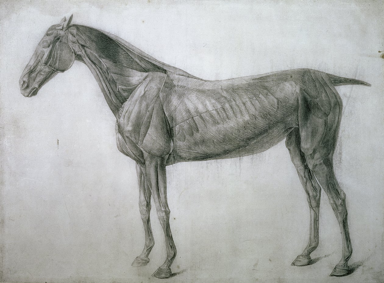 Studie der Muskeln: Ecorche-Zeichnung von der Flanke gesehen, aus der 13. Anatomischen Tafel, aus der Anatomie des Pferdes, 1766 von George Stubbs