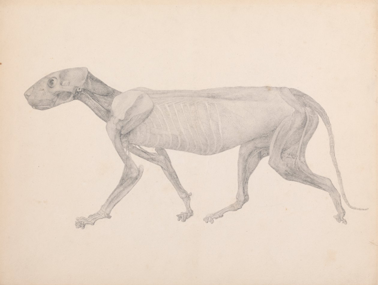 Tigerkörper, Seitenansicht (Fertige Zeichnung für unveröffentlichte Tabelle; zeigt die dritte Stufe der Dissektion) von George Stubbs
