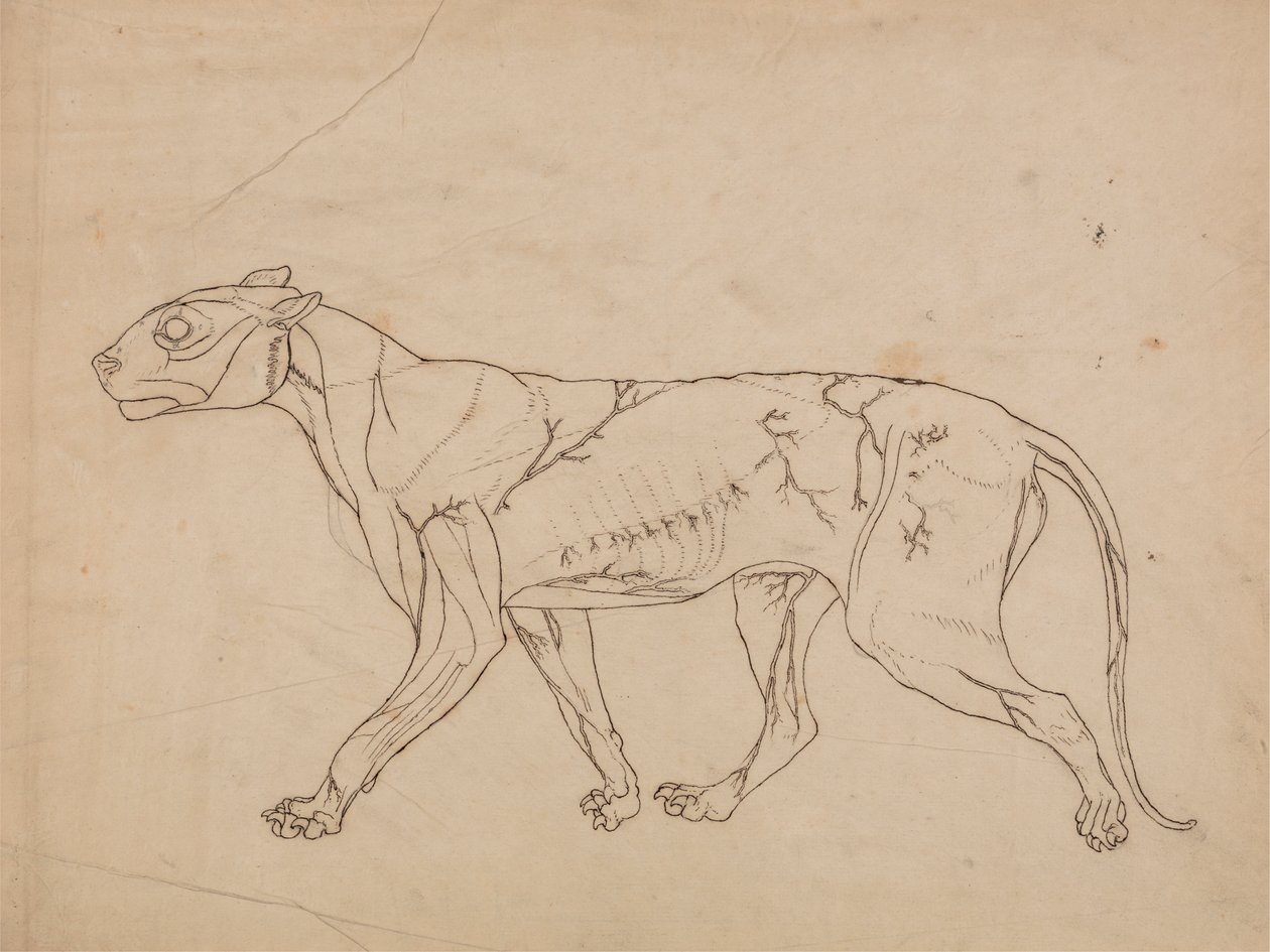 Tigerkörper, Seitenansicht (Umrissstudie der Oberflächenmuskeln und ihrer Blutversorgung, wahrscheinlich für eine Schlüsselfigur erstellt) von George Stubbs