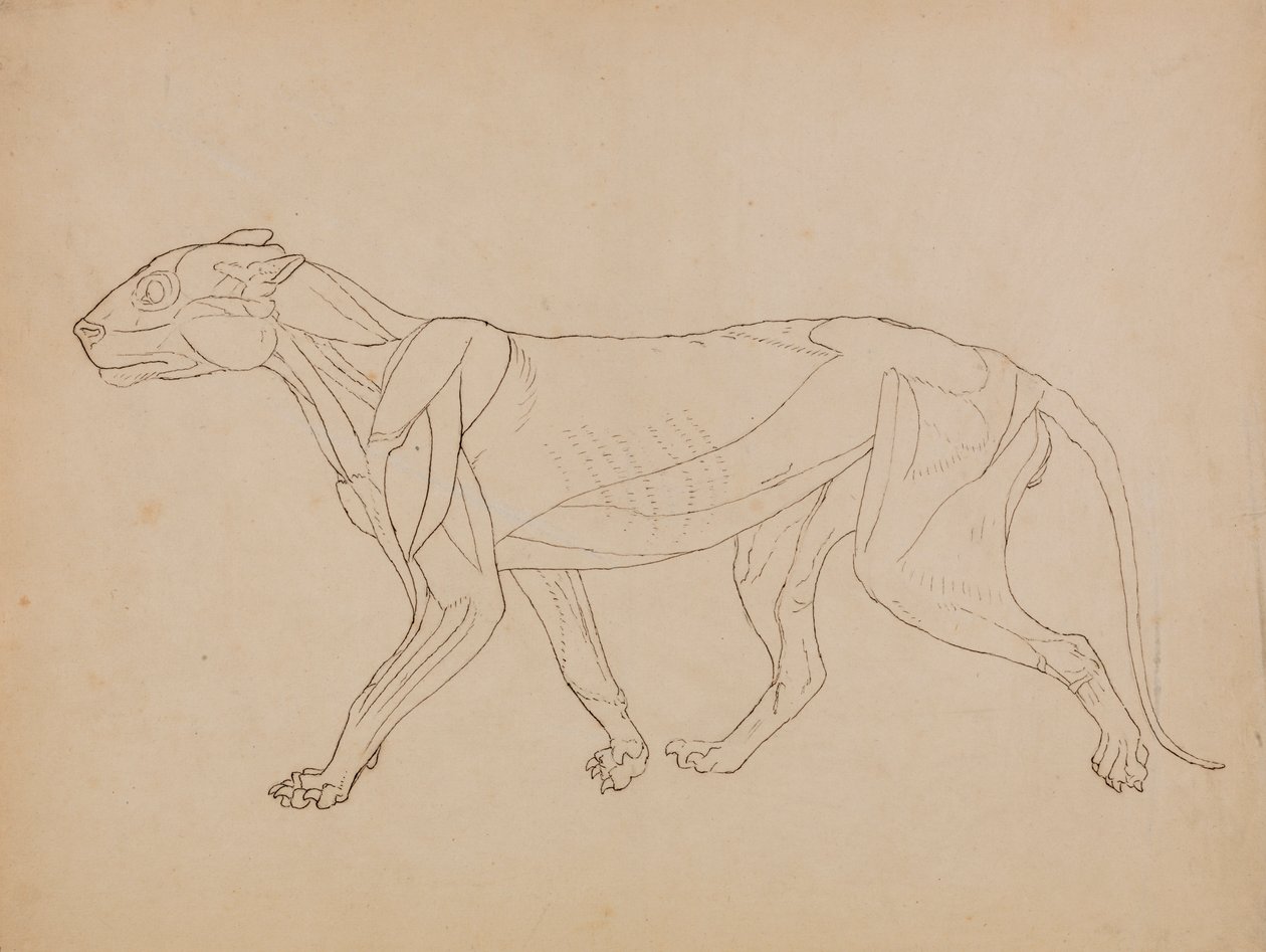 Tigerkörper, Seitenansicht (Wahrscheinlich als Grundlage für eine Schlüsselfigur erstellt) von George Stubbs