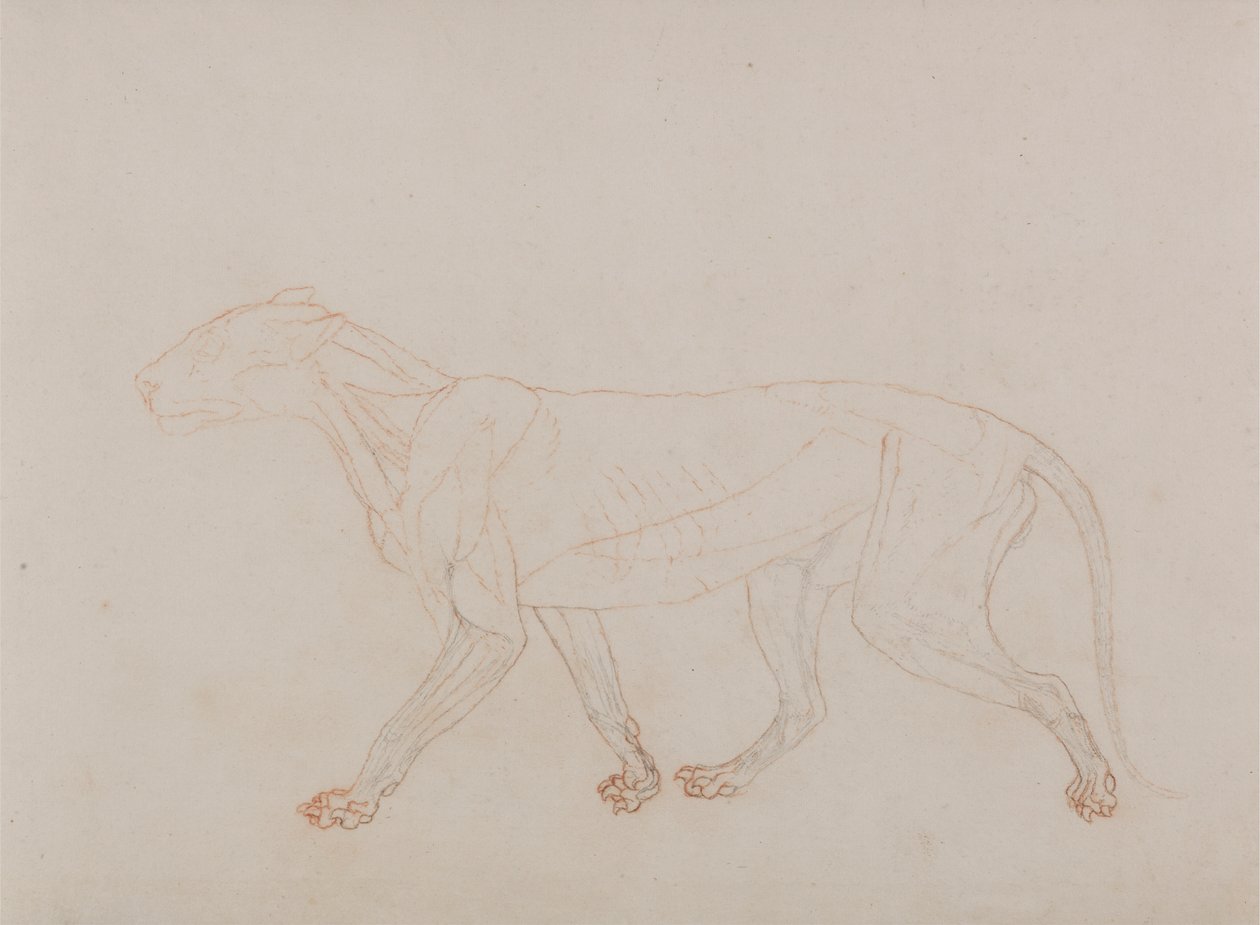 Tigerkörper, Seitenansicht (zeigt das dritte Stadium der Dissektion) von George Stubbs