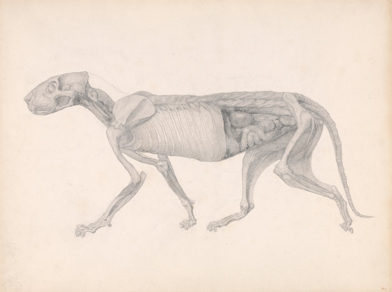 Tigerkörper, Seitenansicht (Studie für einen unveröffentlichten Tisch; zeigt ein spätes Stadium der Dissektion) von George Stubbs