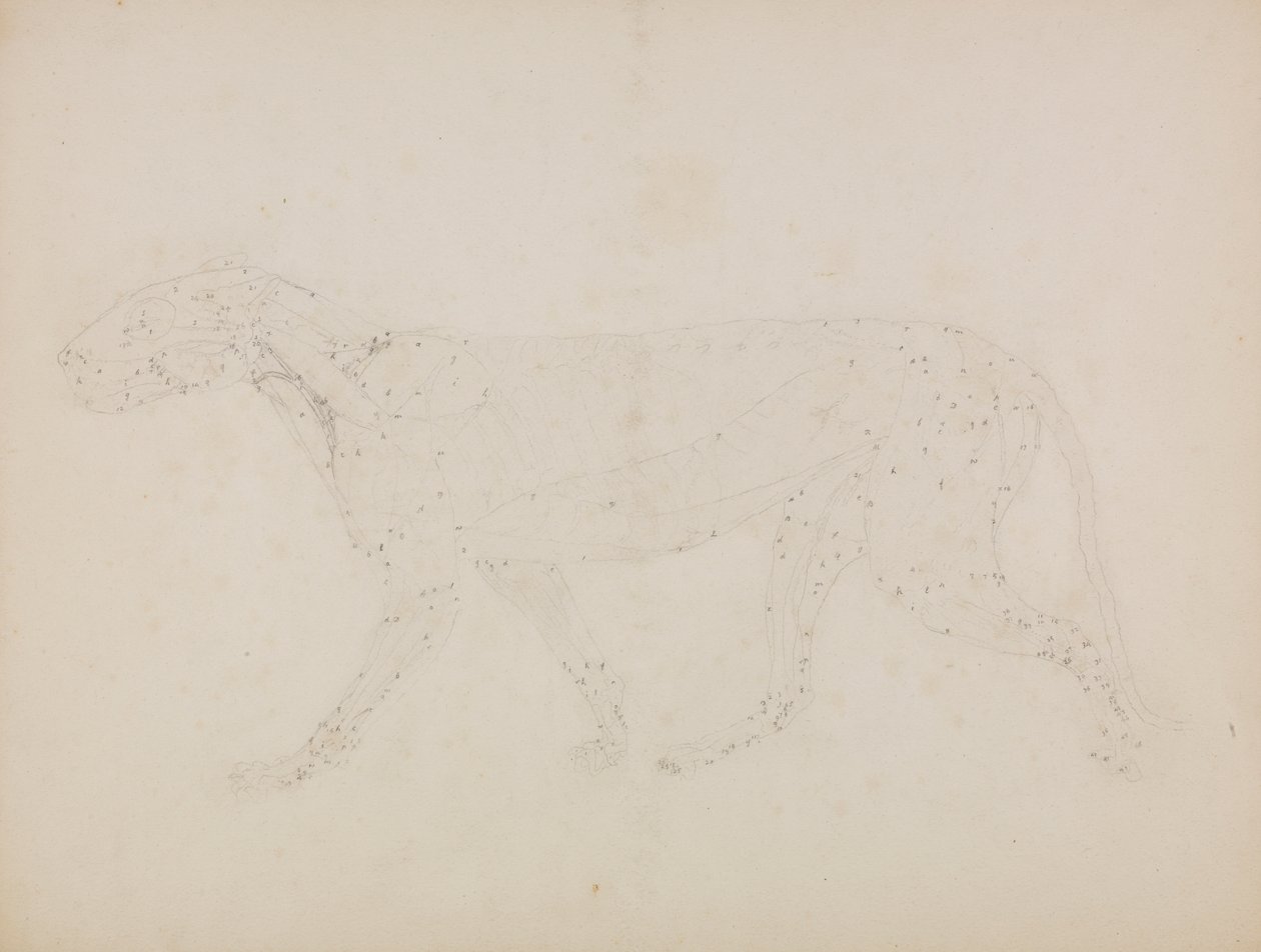 Tigerkörper, Seitenansicht von George Stubbs