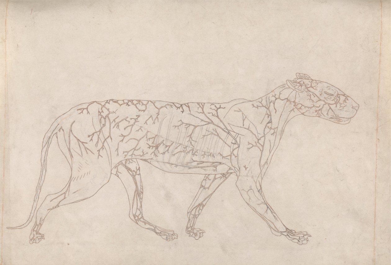 Tiger, Seitenansicht (Umrissstudie der Oberflächenblutversorgung, vorbereitet für die Schlüsselfigur zu Tafel IX) von George Stubbs