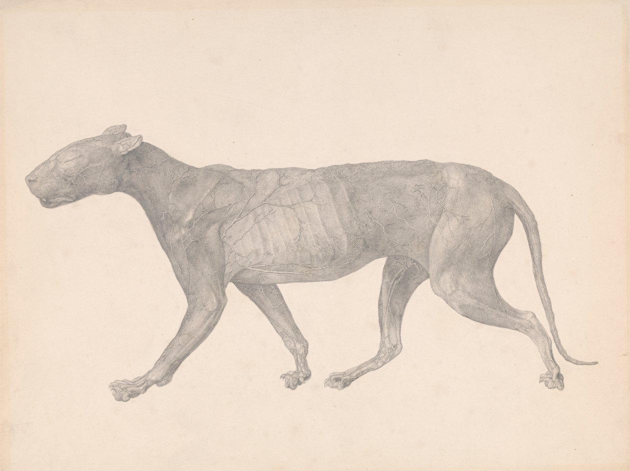 Tiger, Seitenansicht, mit entfernter Haut und Gewebe (Fertige Studie für Tabelle IX) von George Stubbs