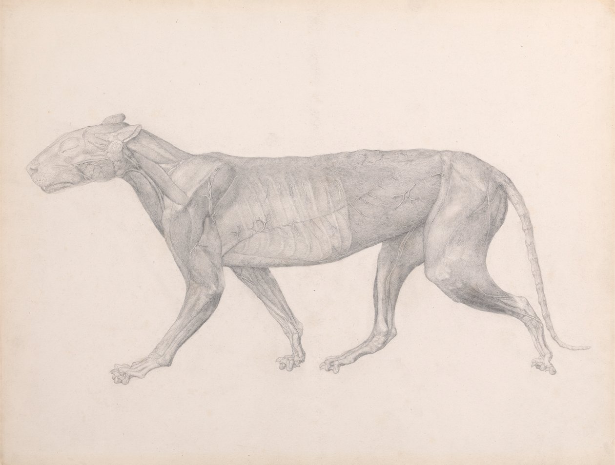 Tiger, Seitenansicht, mit entfernten Bindegeweben über den Muskeln (Fertige Studie für Tafel XIV) von George Stubbs