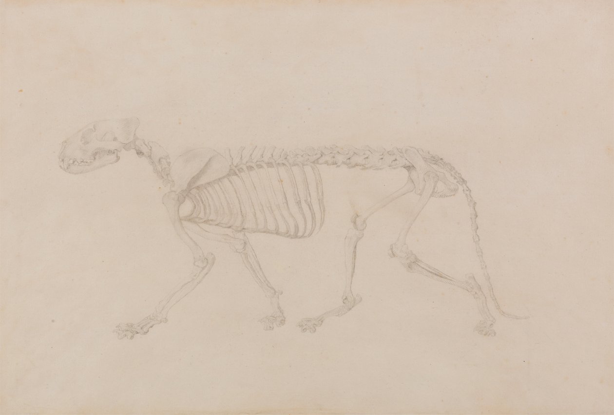 Tigerskelett, seitliche Ansicht (hochfertige Studie für Tabelle IV) von George Stubbs