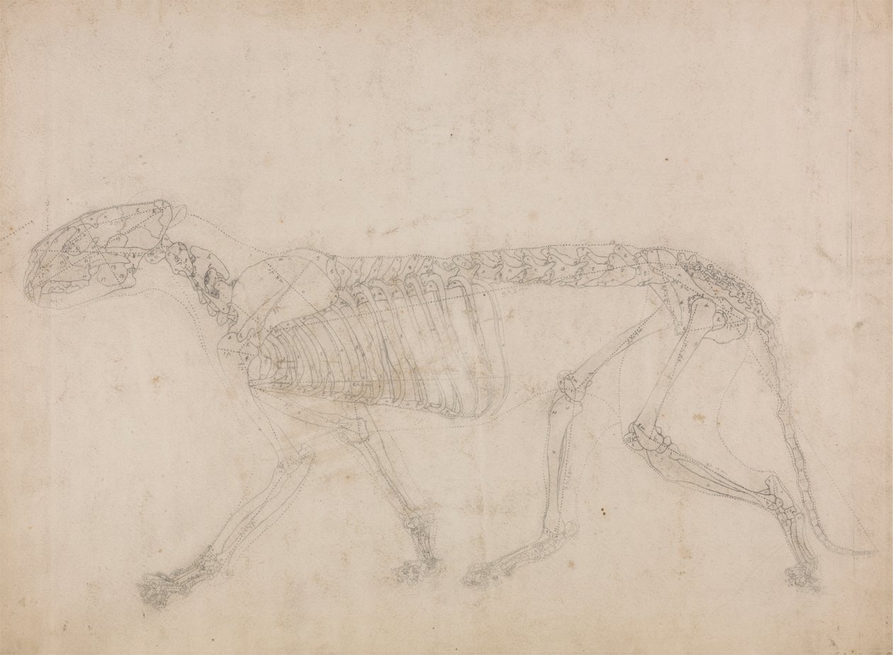 Tigerskelett, Seitenansicht (Wahrscheinlich die Hauptstudie des Skeletts) von George Stubbs