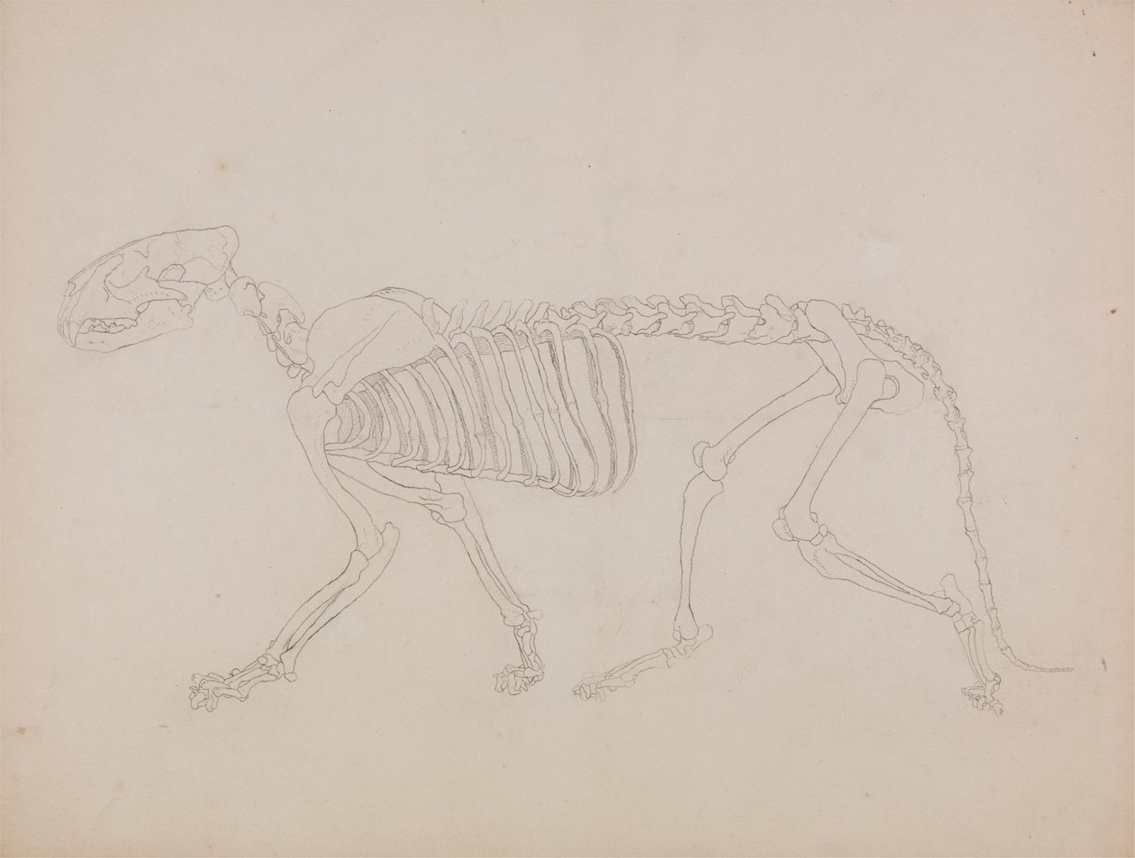 Tigerskelett, Seitenansicht von George Stubbs