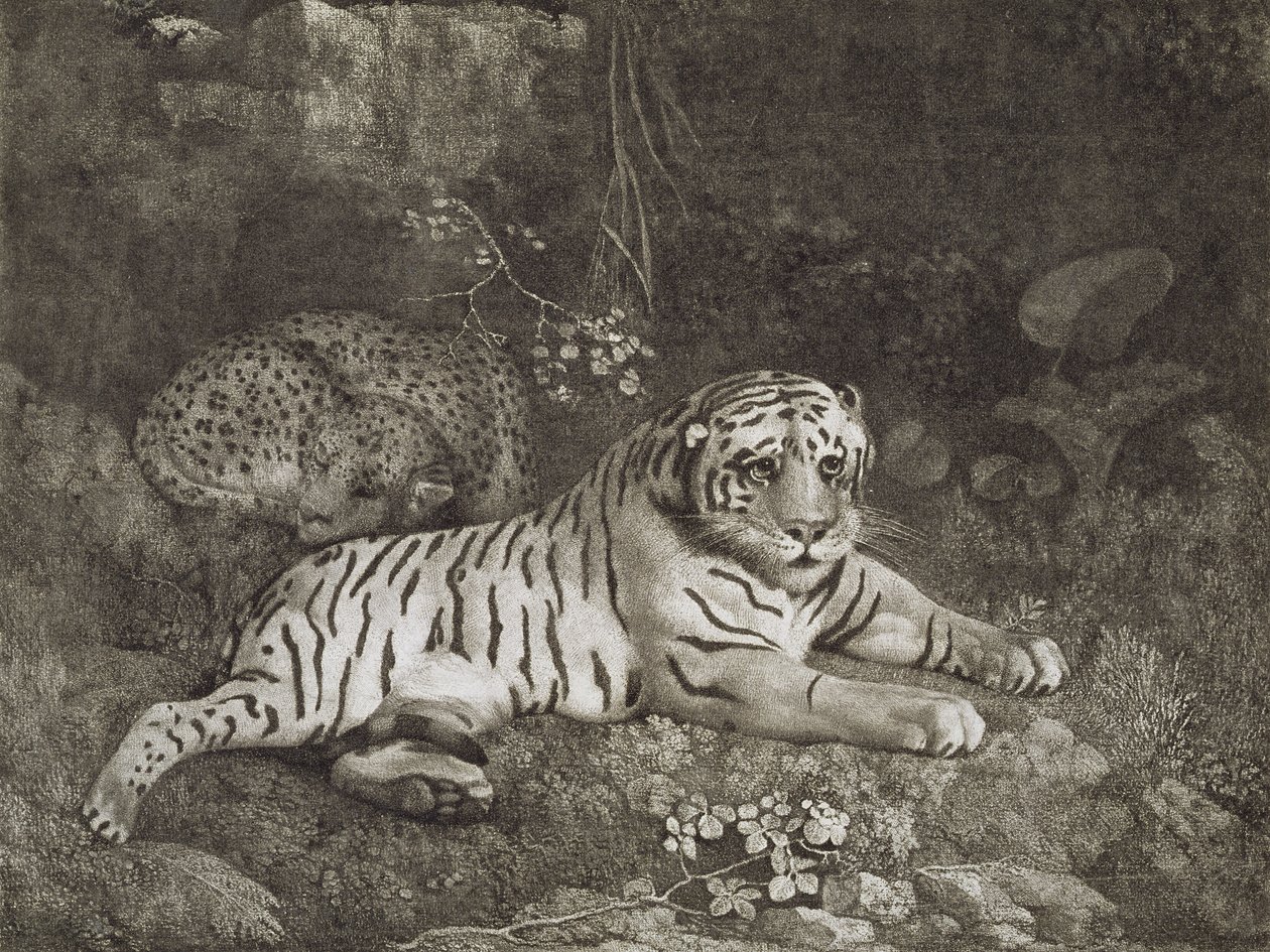 Zwei Tiger, vom Künstler graviert, veröffentlicht 1788 von George Stubbs