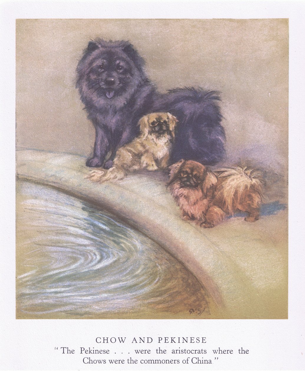 Chow und Pekinese von George Vernon Stokes