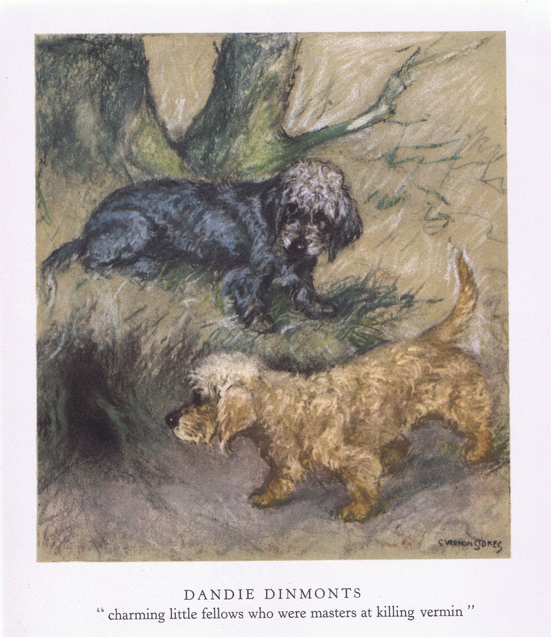 Dandie Dinmonts von George Vernon Stokes