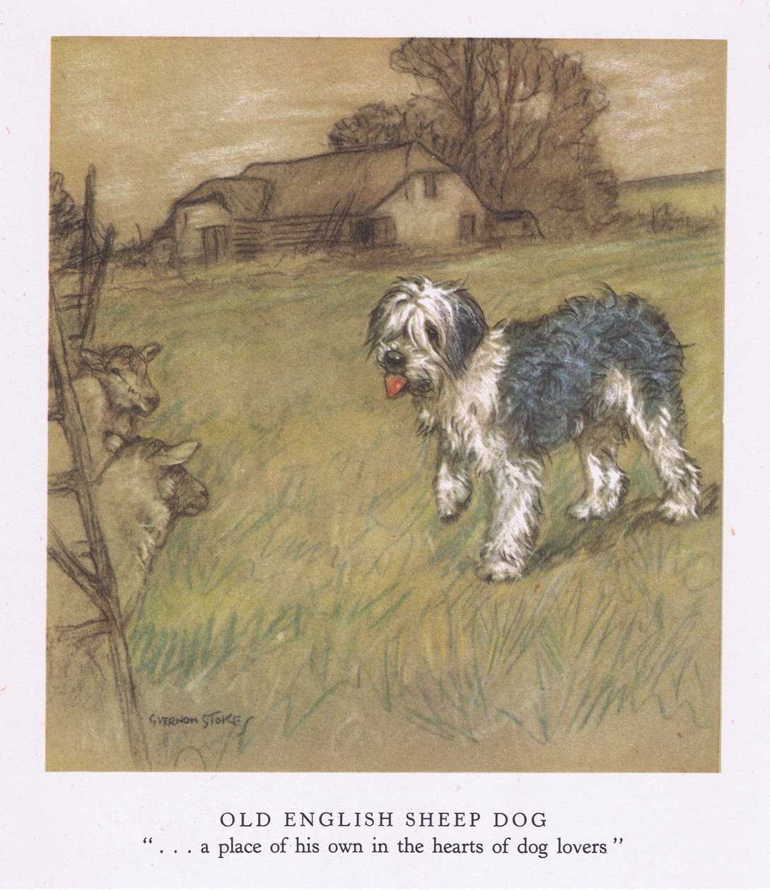 Altenglischer Schäferhund von George Vernon Stokes