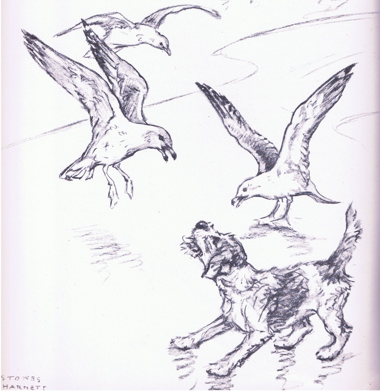 Rosie vertreibt die Möwen, aus Mudlarks, veröffentlicht von Collins von George Vernon Stokes