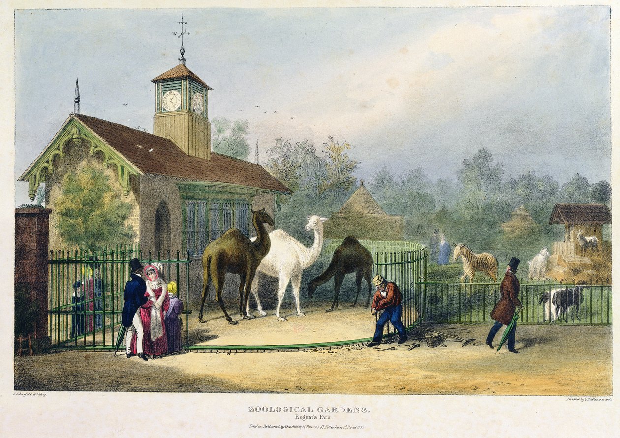 Das Kamelhaus im Zoologischen Garten, Regent