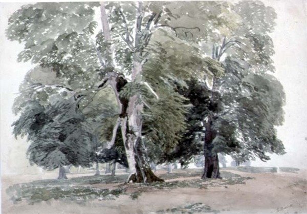 Studie von Bäumen von George the Younger Barret