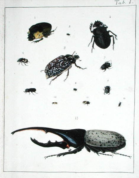 Verschiedene Käfer, Tafel I aus 
