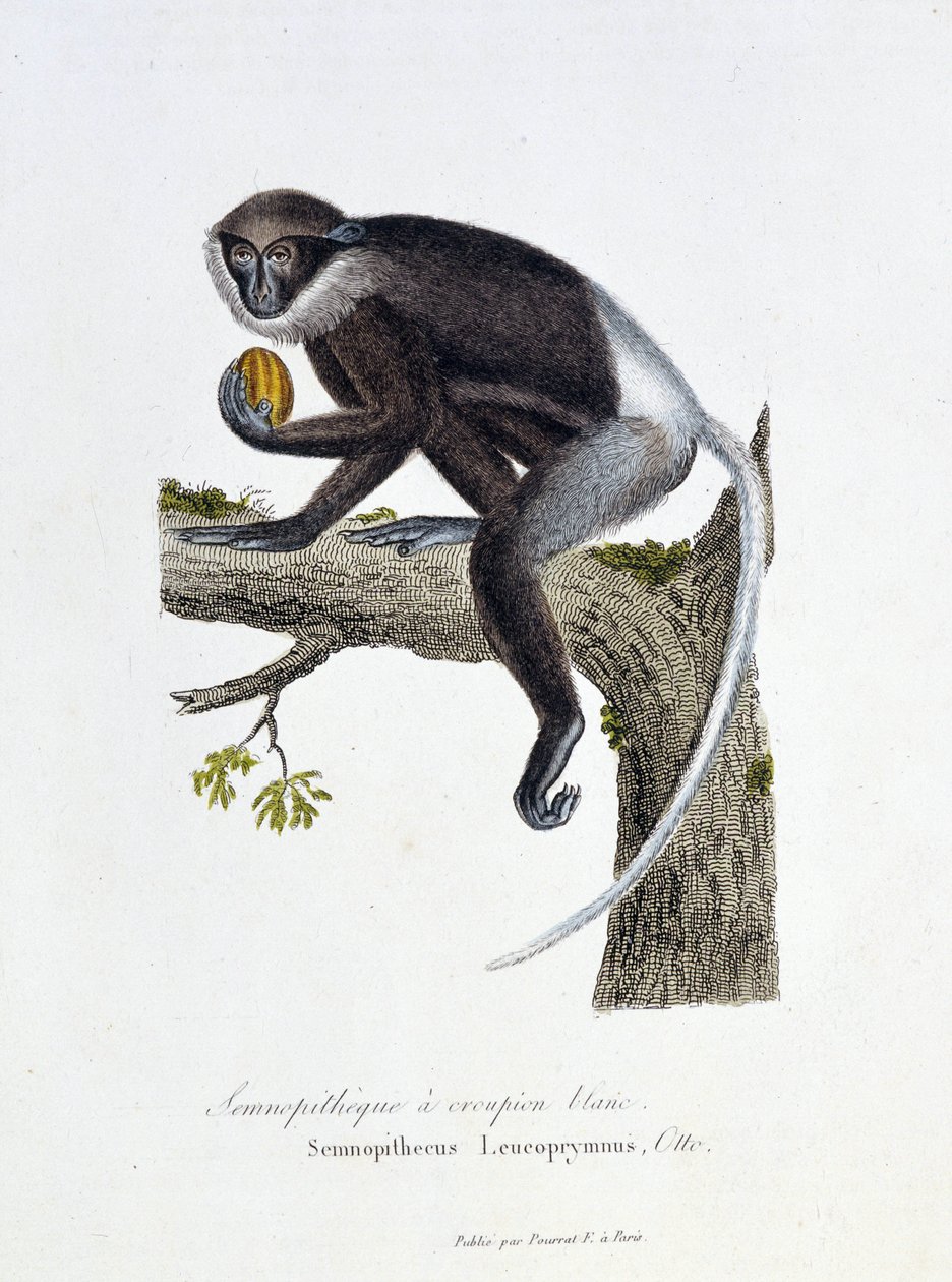 Naturgeschichtstafel: Zoologische Tafel, die den Weißrücken-Semnopithecus darstellt, Semnopithecus Leucoprymnus, Otto - in „Complete Works of Buffon“ von Naturforscher Georges Louis Leclerc, Graf von Buffon (1707-1788). Gravur von 1837 von Georges Louis Leclerc