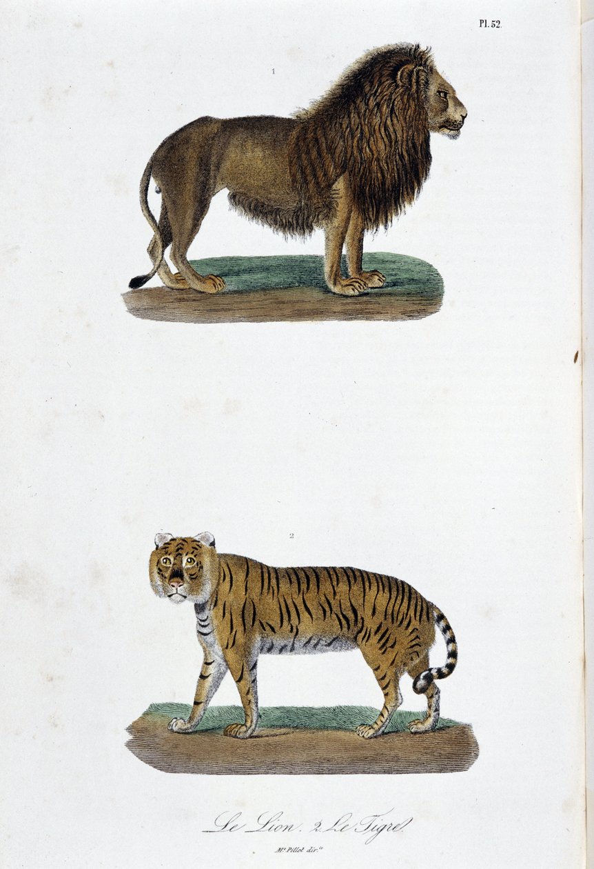 Naturgeschichte Tafel: Zoologische Tafel, die den Löwen und den Tiger darstellt - in „Komplettes von Buffon“ von Naturforscher Georges Louis Leclerc, Graf von Buffon. Gravur von 1837 von Georges Louis Leclerc