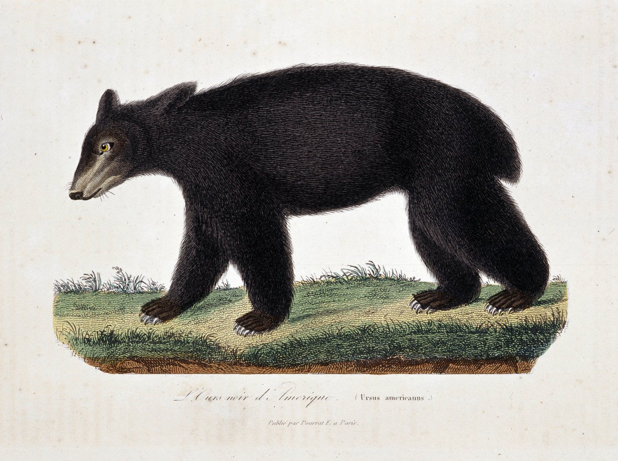 Naturgeschichtstafel: Zoologische Tafel darstellend Der Schwarzbär von Amerika (Ursus americanus) - in „Werke von Buffon“ von Naturforscher Georges Louis Leclerc, Graf von Buffon (1707-1788). Gravur von 1837. von Georges Louis Leclerc