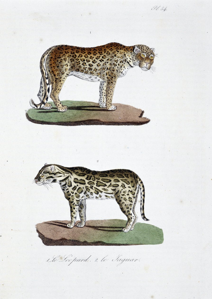 Naturgeschichtliche Tafel: Zoologische Tafel, die 1. den Leoparden und 2. den Jaguar darstellt - in "Gesammelte Werke von Buffon" von Naturforscher Georges Louis Leclerc, Graf von Buffon (1707-1788). Gravur von 1837. von Georges Louis Leclerc