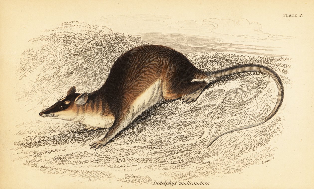 Braune Vieraugenbeutelratte, Metachirus nudicaudatus von Georges Robert Waterhouse