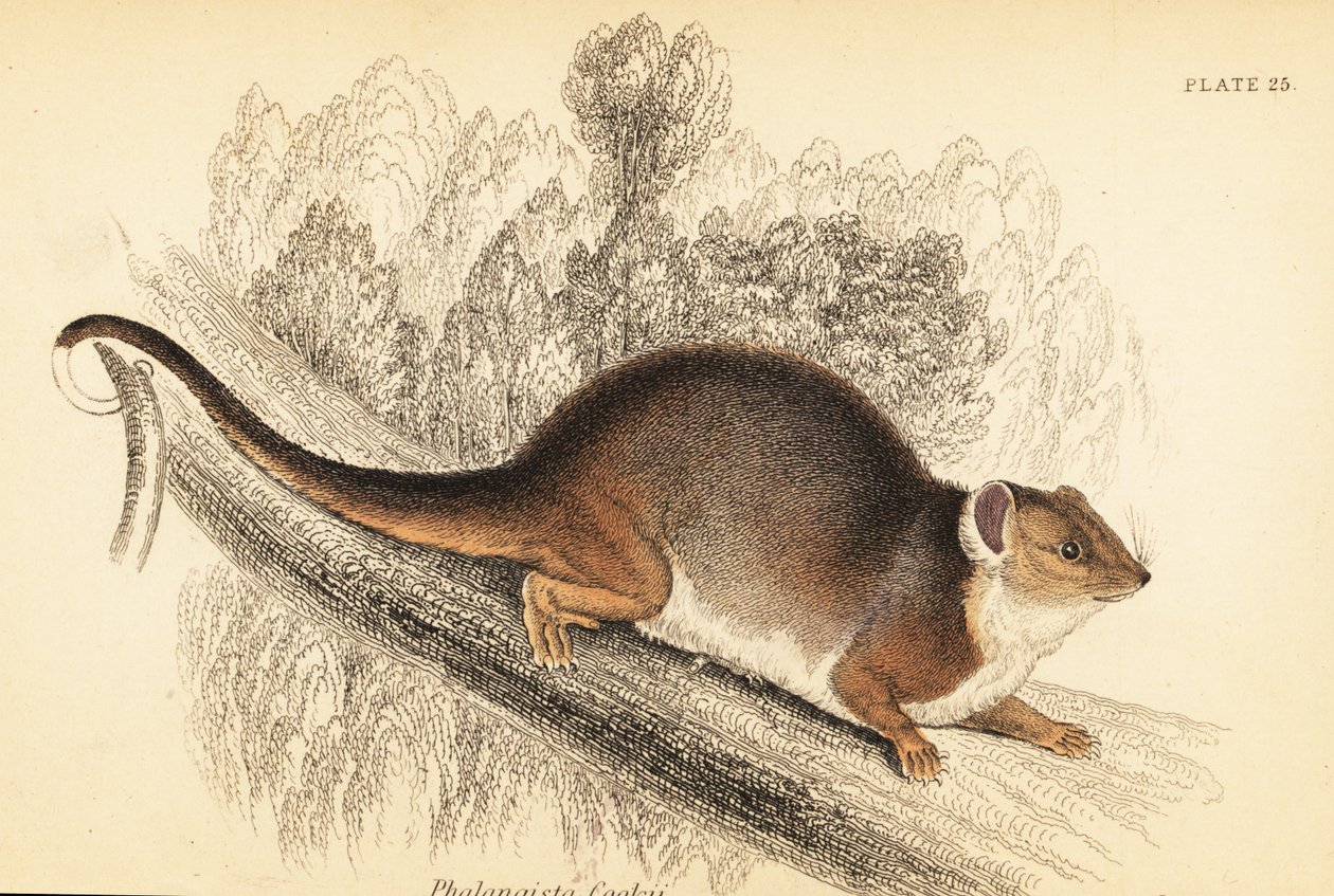 Gewöhnlicher Ringbeutler, Pseudocheirus peregrinus (Gravur) von Georges Robert Waterhouse
